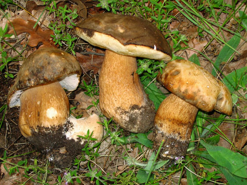 Boletus aereus Boletus aereus