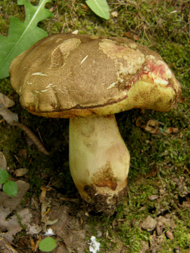 Boletus appendiculatus Boletus appendiculatus