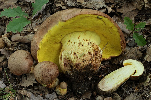Boletus appendiculatus Boletus appendiculatus