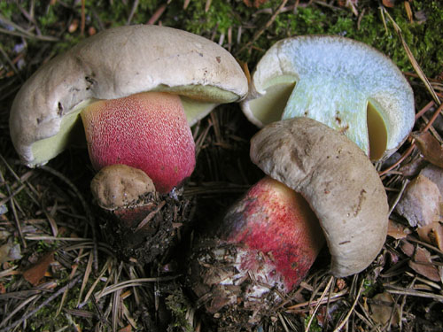 Boletus calopus