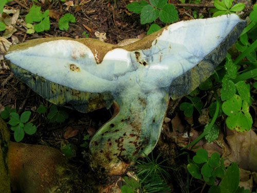 Boletus calopus