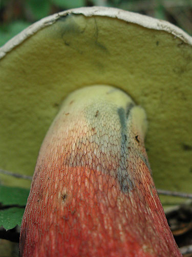 Boletus calopus