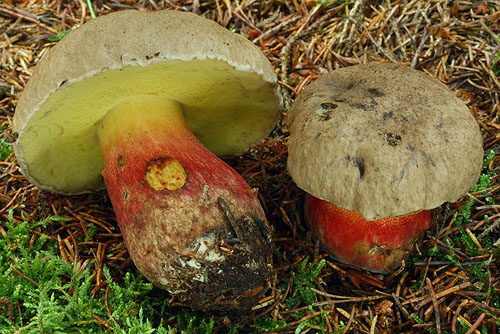 Boletus calopus