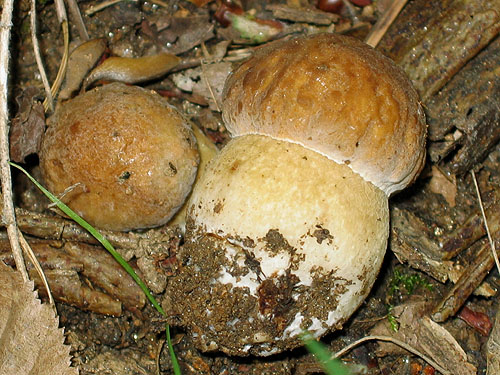 Boletus depilatus