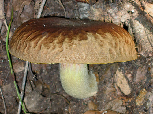 Boletus depilatus