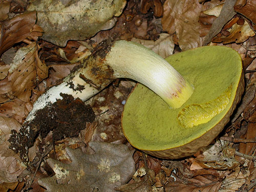 Boletus depilatus