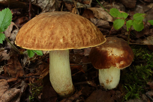 Boletus depilatus