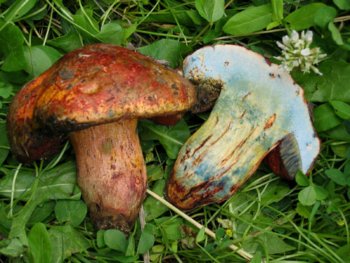 Boletus dupainii Boletus dupainii
