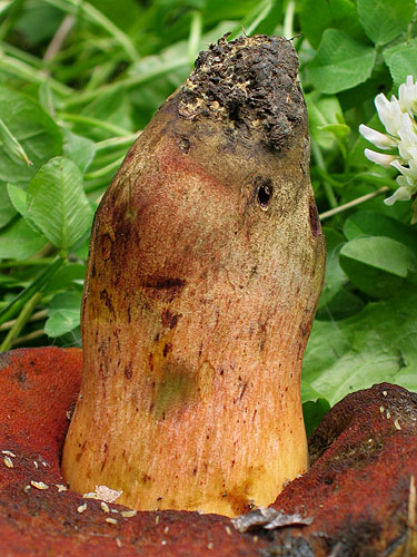Boletus dupainii Boletus dupainii