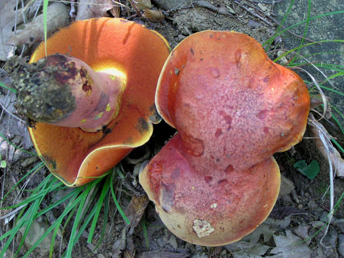 Boletus dupainii Boletus dupainii