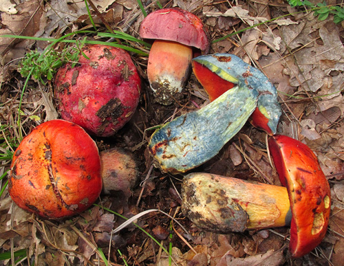 Boletus dupainii Boletus dupainii