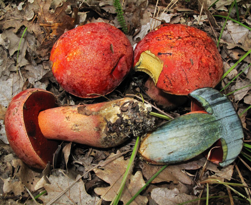 Boletus dupainii Boletus dupainii