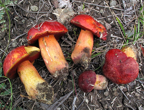 Boletus dupainii Boletus dupainii