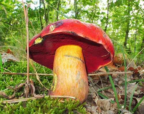 Boletus dupainii Boletus dupainii