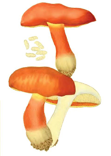 Boletus dupainii Boletus dupainii