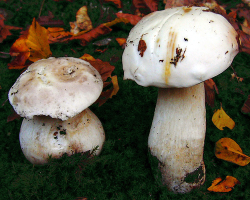 Boletus edulis Boletus edulis