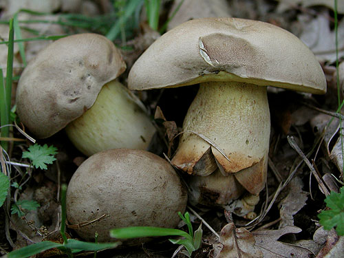 Boletus fechtneri