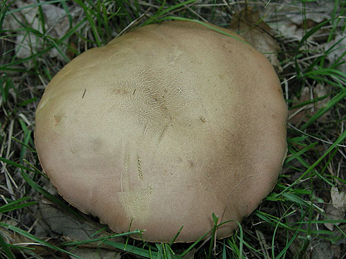Boletus fechtneri