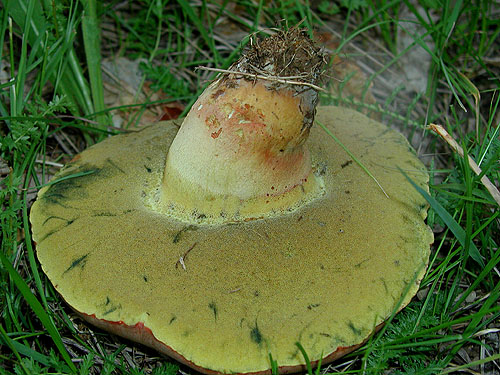 Boletus fechtneri