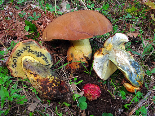 Boletus fragrans
