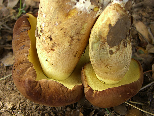 Boletus fragrans
