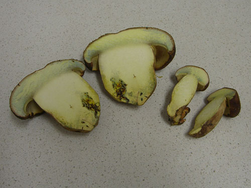 Boletus fragrans