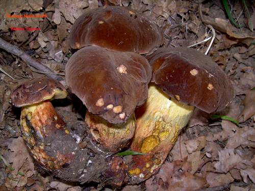 Boletus fragrans