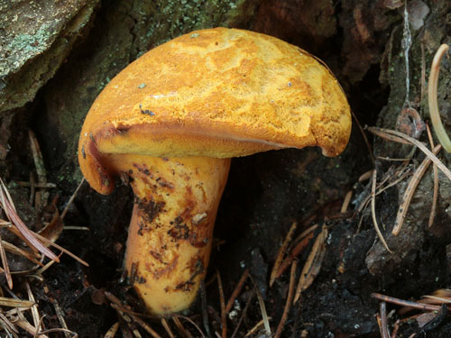 Buchwaldoboletus lignicola
