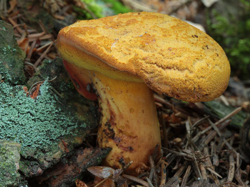 Buchwaldoboletus lignicola