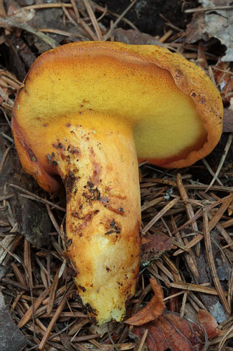 Buchwaldoboletus lignicola