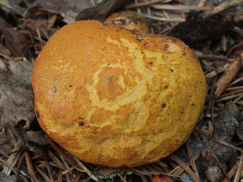 Buchwaldoboletus lignicola