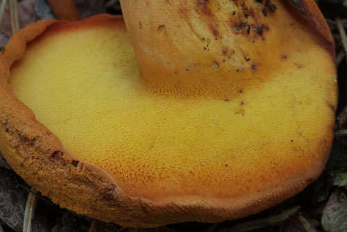 Buchwaldoboletus lignicola