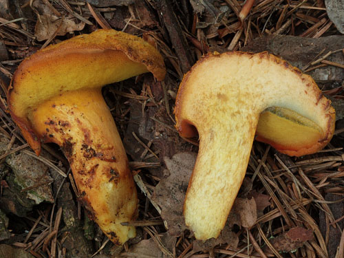 Buchwaldoboletus lignicola