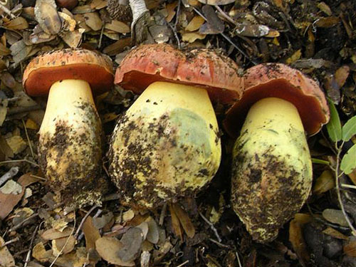 Boletus lupinus Boletus lupinus