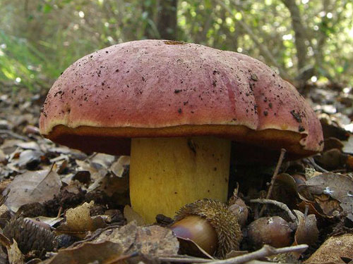 Boletus lupinus Boletus lupinus