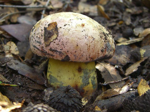 Boletus lupinus Boletus lupinus