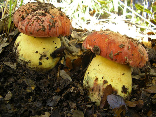Boletus lupinus Boletus lupinus