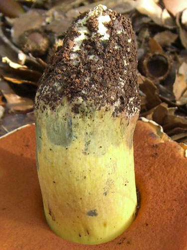 Boletus lupinus Boletus lupinus