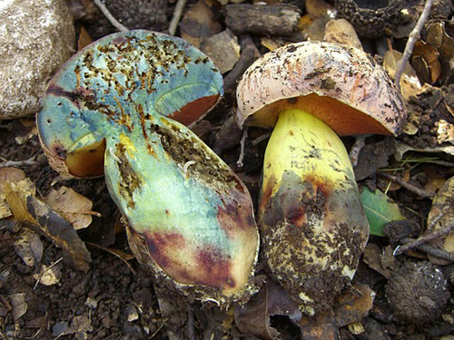 Boletus lupinus Boletus lupinus