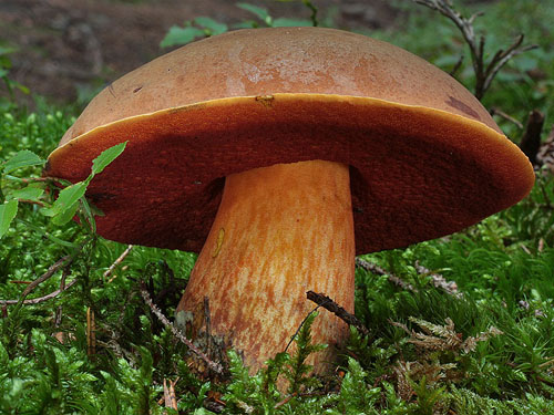 Boletus luridiformis