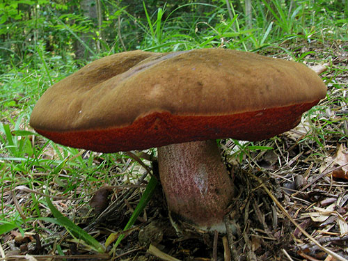Boletus luridiformis var. luridiformis