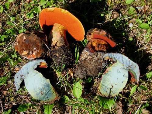 Boletus luridiformis var. luridiformis