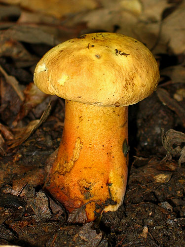 Boletus luridiformis var. discolor