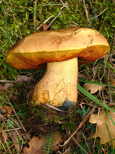 Boletus luridiformis var. discolor