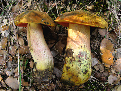 Boletus luridiformis