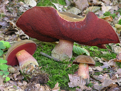 Boletus luridiformis