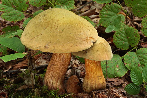 Boletus luridus Boletus luridus