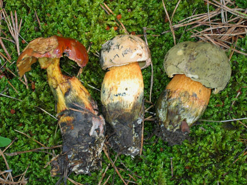 Boletus luridus Boletus luridus