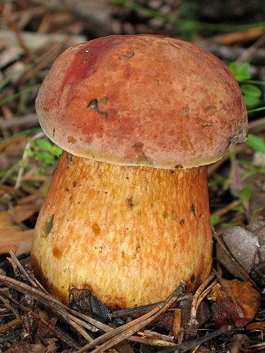 Boletus luridus Boletus luridus