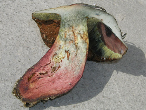 Boletus luridus Boletus luridus